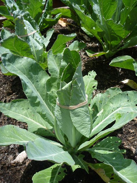 Planting Cauliflower, Growing Cauliflower, Cauliflower Plant, Winter Vegetables Gardening, Fall Vegetables, Winter Plants, Garden Veggies, Smitten Kitchen, Pallets Garden