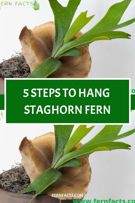 5 steps to hang staghorn fern. Mount Staghorn Fern, Staghorn Fern Care, Elkhorn Fern, Platycerium Bifurcatum, Fern Care, Indoor Ferns, Ferns Care, Balance Of Nature, Ferns Garden