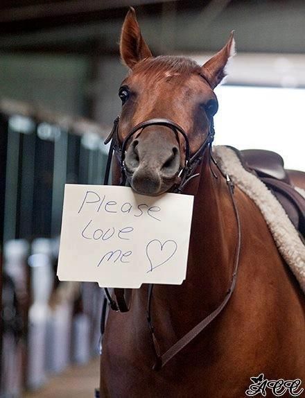 Funny Horse Pictures, Cute Horse Pictures, Funny Horses, All The Pretty Horses, Funny Horse, Horse Quotes, Horse Crazy, Clydesdale, Cute Horses