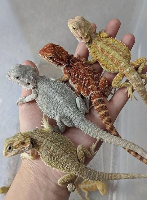 Beard Dragon, Breaded Dragon, Cute Bearded Dragon, Bearded Dragon Terrarium Ideas, Dragon Terrarium, Dragon Funny, Bearded Dragon Terrarium, Bearded Dragon Enclosure, Bearded Dragon Funny