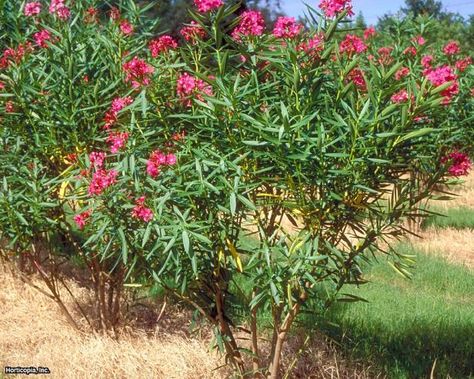 Oleander Plants, Media Sombra, Flowering Quince, Hgtv Garden, Drought Resistant Plants, Deer Resistant Plants, Fast Growing Trees, Wildlife Gardening, Drought Tolerant Plants