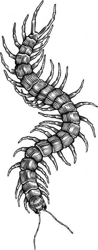 Centipede Drawing Tattoo, Centipede Tattoo Design, Centipede Drawing, Bug Tattoo Ideas, Centipede Tattoo, Jagua Henna, Tier Tattoo, Petit Tattoo, Insect Tattoo