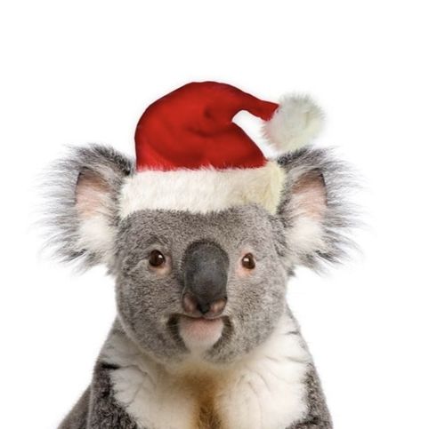 Bbc Drink, Australian Christmas Cards, Merry Christmas Wishes Images, Koala Drawing, Aussie Animals, Holiday Pics, Christmas In Australia, Aussie Christmas, Australian Christmas