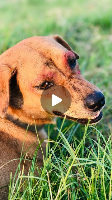 StreetDogsch on Instagram: "The hardest part is saying goodbye

#animals #dog #streetdogsch #streetfeeding #thankyou #reelsinstagram #reels #reelsvideo" Animal Babies, Animals Dog, The Hardest Part, Saying Goodbye, Fur Babies, Baby Animals, Dogs, Animals, On Instagram