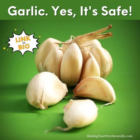 Yes, you can feed your dog garlic and it has health benefits! 🧄🐶 It even deters fleas and ticks.🐛 That study said garlic was toxic....dogs were given an extreme amount of garlic for seven days. A 25-pound dog received 25 cloves a day! ✅Learn how to safely incorporate garlic into your dog's nutrition in today's blog post. #RaisingYourPetsNaturally #CavalierKingCharlesSpaniel #RawFoodDiet #Cavalierhealth #RawFeedingforPets #RawFedDogs #NaturalPets #CavalierPuppy  #rawfedcavaliers Garlic Facts, Garlic For Dogs, Health Benefits Of Garlic, Raw Garlic Benefits Health, Benefits Of Swallowing Garlic, Garlic Health, Eating Raw Garlic, Garlic Health Benefits, Garlic Benefits