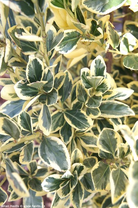 euonymus japonicus bravo standard - Google Search White Bushes, Euonymus Japonicus, Evergreen Landscape, Architectural Plants, Seaside Garden, Hedging Plants, Garden Flower Beds, Patio Planters, Tree Nursery