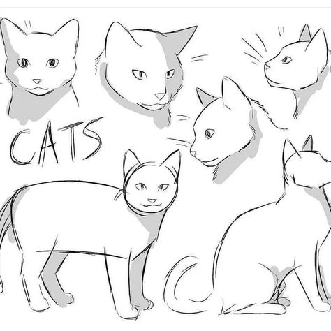 How To Draw Cats, Cartoon Cat Drawing, Draw Cats, Cat Drawing Tutorial, Cartoon Drawing Tutorial, Draw Animals, Cats Art, Animal Sketches, Art How