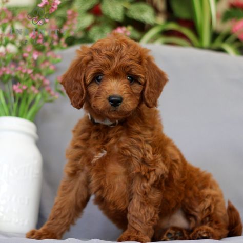 Haven - F1b • Irish Doodle Mini • Infinity Pups Irish Doodle Puppies, Mini Irish Doodle, Doodle Dog Breeds, Irish Doodle, Mini Poodle, Doodle Puppies, Mini Puppies, Doodle Puppy, Mini Poodles