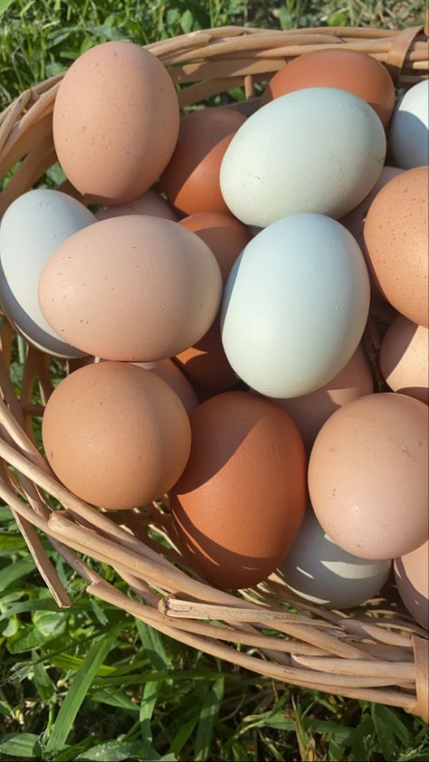 Chicken Eggs Aesthetic, Chickens Aesthetic Farm, Organic Farm Aesthetic, Chicken Astetic, Chicken Farm Aesthetic, Chicken Aesthetic Animal, Telur Aesthetic, Chicken Asthetic Picture, Farm Lifestyle Aesthetic