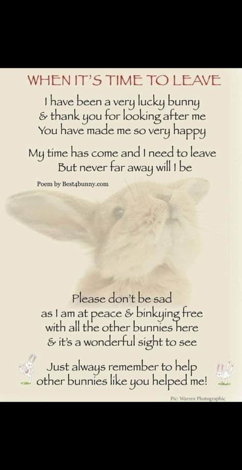 Beautiful Hazel Eyes, Bunny Memorial, I Am Poem, New Zealand Rabbits, Die Quotes, Black Eyelashes, Till We Meet Again, Cats Diy Projects, Lola Bunny