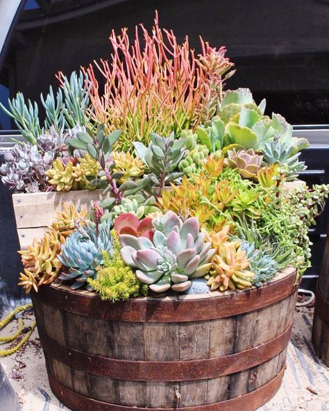 Succulent Wonderland — Layered half wine barrel filled with our locally... Half Barrel Ideas, Half Wine Barrel Ideas, Half Barrel Planter Ideas, Wine Barrel Garden, Drought Tolerant Landscape Front Yard, Garden Container Ideas, Wine Barrel Planter, Potting Ideas, Landscape Front Yard