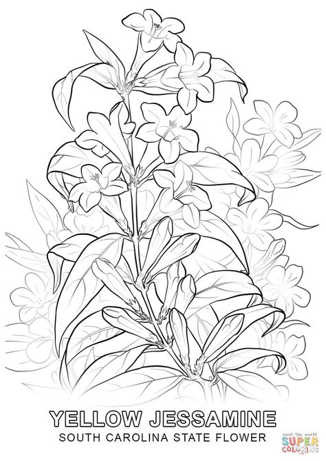 South Carolina State Flower, Yellow Jessamine, Diy Sketch, State Flowers, Printable Flower Coloring Pages, Chrysanthemum Tattoo, Coloring Page Free Printable, Flag Coloring Pages, Bird Coloring Pages