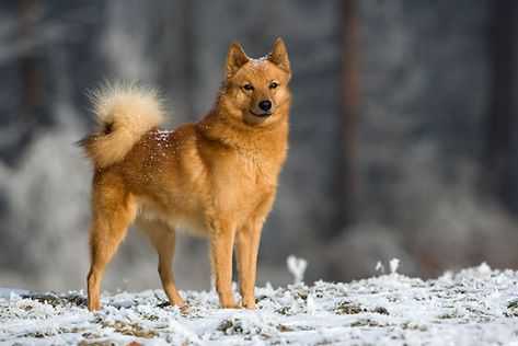 Finnish Spitz. Spitz Dog Breeds, Greenland Dog, Karelian Bear Dog, Spitz Dog, Finnish Spitz, Swedish Vallhund, Icelandic Sheepdog, Spitz Dogs, Japanese Spitz