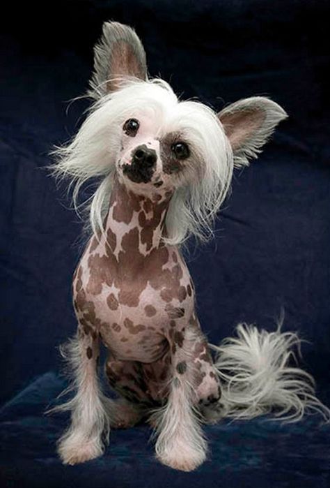 A short list of small dogs that are easy to train. Crazy Dog Pictures, Chinese Crested Puppy, Chinese Crested Hairless, Unusual Dog Breeds, Chinese Dog, Rare Dogs, Rare Dog Breeds, Hairless Dog, Chinese Crested Dog