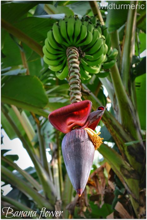 5 Best Health Benefits of Banana Flower | Banana Blossom | wildturmeric How To Grow Bananas, Banana Health Benefits, Banana Blossom, Banana Plant, Banana Benefits, Banana Flower, Banana Fruit, Banana Plants, Red Petals