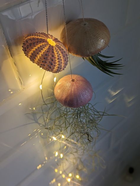 These Clay pots made from impressions of sea urchins are the perfect way to showcase your air plants. Available In a variety of colours and styles, with sea urchin lights or without. Plants And Lights, Aesthetic Jellyfish, Under The Sea Decorations, Quarts Crystal, Sea Urchin Shell, Soya Wax, Sea Urchins, Bathroom Aesthetic, Sea Decor