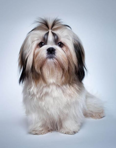 Moderate haircuts are longer than a puppy cut but much shorter than a show cut. A top-knot can be added for more flare Shitzu Haircuts, Shitzu Dogs Haircuts, Shih Tzu Hair Styles, Dog Grooming Shih Tzu, Shih Tzu Puppy Cut, Shih Tzu Haircuts, Perro Shih Tzu, Chien Shih Tzu, Hypoallergenic Dog Breed