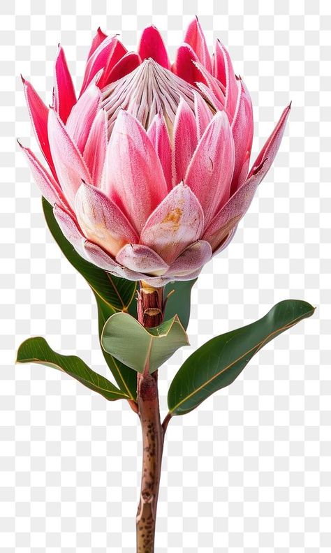 Pink Protea Flower, Protea Flower Photography, Proteas Flower, Pink Ice Protea, Queen Protea, South African Flowers, Pink Protea, Protea Art, Flower Blooming