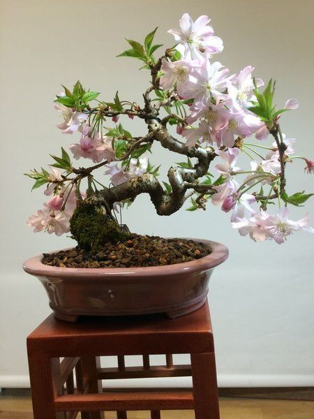 Sakura Bonsai, Bonsai Azalea, Cherry Bonsai, Bonsai Making, Bonsai Tree Types, Bonsai Tree Care, Bonsai Techniques, Bonsai Seeds, Plantas Bonsai