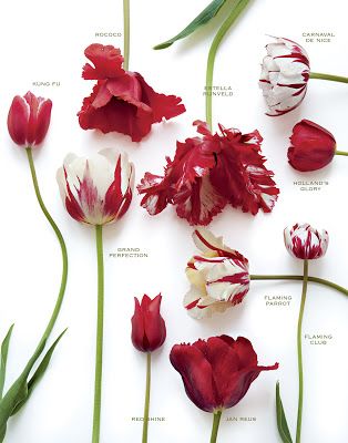 Carolyne Roehm, Tulip Wedding, Parrot Tulips, Flower Guide, Book Flowers, Flower Bomb, 캐릭터 드로잉, Flower Names, Spring Bulbs