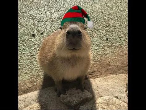 Capybara Pet, Animals Images, No Se, Funny Gif, Cute Animals, Funny Memes, Pasta, Memes, Animals