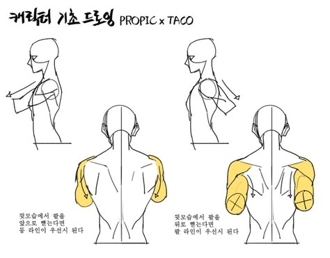 Anatomy Tutorial, Human Anatomy Drawing, Drawing Examples, Human Anatomy Art, Anatomy Sketches, Anatomy For Artists, Body Reference Drawing, Anatomy Drawing, Poses References