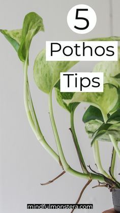 Pothos Indoor Decor, Indoor Plants Pothos, Fuller Pothos Plant, Hanging Pathos Plant, Pathos In Bathroom, How To Get Pothos To Vine, Pothos Indoor Ideas, Pothos Interior, Hanging Pothos Plant