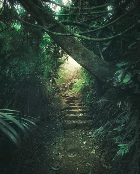 Jungle Green Aesthetic, Jungle Pictures, Jungle Aesthetic, Jungle Photography, Landscape Reference, Dark Naturalism, Slytherin Aesthetic, House Goals, Closet Design