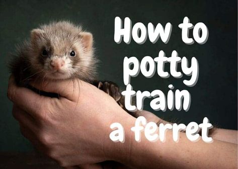 Ferret Training, Ferret Playpen, Ferret Cage Ideas, Ferret Treats, Ferret Enclosure, Ferret Stuff, Ferrets Care, Baby Ferrets, Ferret Cage