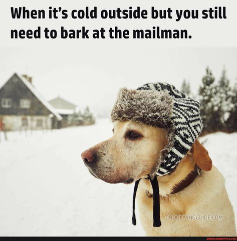 Cold Weather Memes, Black Cat Humor, Meme Page, It's Cold Outside, Funny Animal Memes, Cold Outside, Cute Cats And Dogs, It's Cold, Dog Quotes