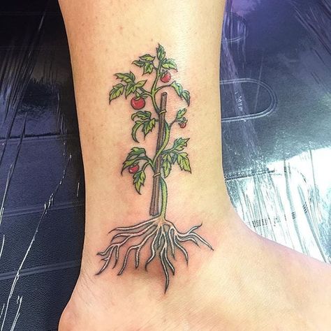 Tomato Plant Tattoo, Tomato Tattoo, M Tattoos, Explore Tattoo, Tomato Plant, Plant Tattoo, Book Tattoo, Tomato Plants, Plant Art