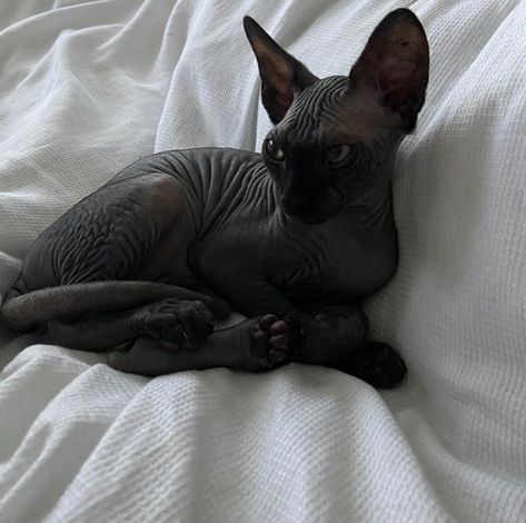 Sphinx Cat Black, Black Sphynx Cat Aesthetic, Black Sphinx Cat, Tim Burton Cat, Sphynx Cat Aesthetic, Sphinx Kitten, Black Sphynx Cat, Cute Hairless Cat, Sphinx Cats