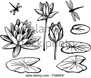 Lotus water lily vector beautiful flower buttons, leaf set line black Stock Vector Art & Illustration, Vector Image: 145269504 - Alamy Lotus Leaves Drawing, Scrapbook Stencils, Water Lily Drawing, Dragonfly Vector, Black And White Tattoo, Lilies Drawing, Lily Lotus, Water Lilly, Leaf Drawing