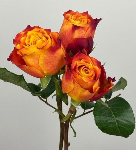 Yellow And Orange Roses, Red Orange Yellow Aesthetic, Yellow Orange Roses, Drawings Inspo, Rose Aesthetic, Rosé Aesthetic, Orange Roses, Yellow Aesthetic, Yellow Roses