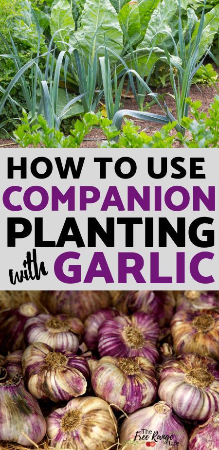 Raised Garlic Beds, Garlic Garden Bed, What To Plant With Garlic, Garlic In Raised Beds, Companion Plants For Garlic, Garlic Companion Planting, Raised Garden Plans, Garlic Companion Plants, Garlic Gardening