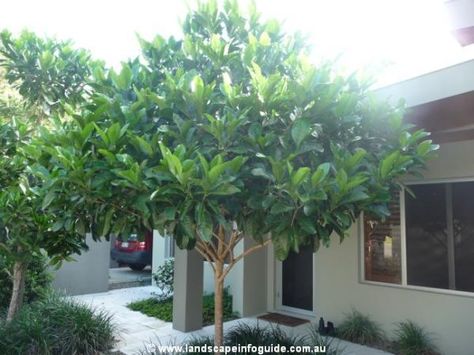 Native gardenia for top of back garden near to Jo's. Tree Front Yard, Gardenia Tree, Gardenia Trees, Garden Centerpiece, Backyard Trees, Landscaping Trees, Bay Tree, Front Gardens, Tropical Backyard