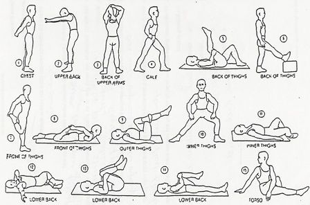 Stretch it out: It's Important! An article on why and when you should stretch. Fitness Components, Cheer Stretches, Post Workout Stretches, Warm Up Stretches, Muscular Strength, Yoga Iyengar, After Workout, Personal Fitness, Stretching Exercises