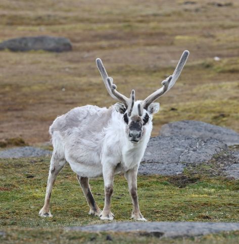 Norway / Svalbard Reindeer Deer Cosplay, Norway Svalbard, Nordic Animals, Svalbard Reindeer, Norway Country, Antarctic Animals, Travel Norway, Alice Angel, Animal Reference