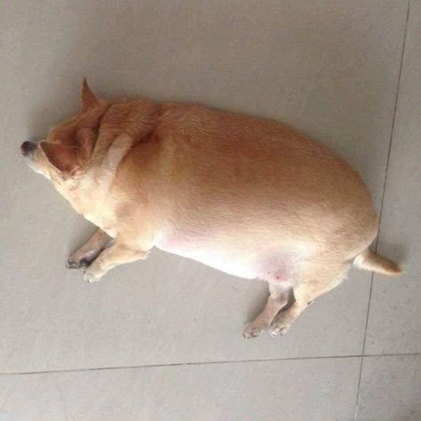 Fat Animals, Potato Dog, Fat Dogs, Goofy Dog, Silly Dogs, Dog Funny, Silly Animals, Cute Creatures, Baby Dogs