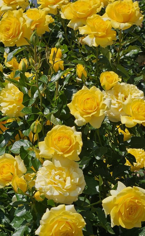 Rose Wallpapers, Costumes 2024, Sweet Flowers, Everlasting Flowers, Rose Decor, Golden Rose, Rose Wallpaper, Yellow Roses, Yellow Rose