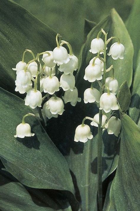 Lily Of The Valley Flowers, Be Kind To Everyone, Valley Flowers, Flower Meanings, Flowers Petals, Flowering Plants, Pretty Plants, Delphinium, Birth Flower