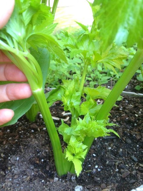 Look how green and vibrant the celery stalks turned out! Planting Celery, How To Grow Celery, Grow Celery, Growing Celery, Growing Food Indoors, Unusual Planter, Eat Vegetables, Vegetable Patch, Veg Patch