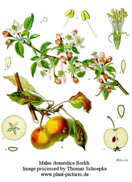 apple Illustration Botanique Vintage, Botanisk Illustration, Flowers And Fruit, Illustration Botanique, Botanical Illustration Vintage, Vintage Botanical Prints, Botanical Beauty, Scientific Illustration, Botanical Drawings