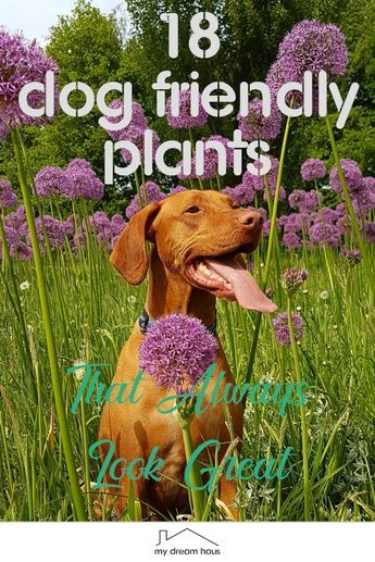 Kid And Dog Friendly Back Yard, Pet Friendly Garden Plants, Dog Friendly Backyard Landscaping Plants, Dog Enrichment Garden, Dog Friendly Flower Beds, Dog Friendly Garden Plants, Landscaping For Dogs Backyard, Dog Paths In Backyard, Dog Safe Garden