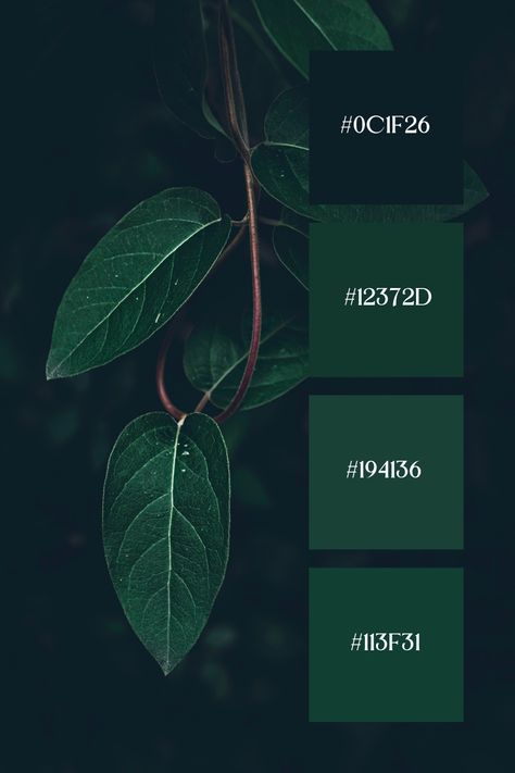 A close-up shot of leaves, dominated by a hunter green color palette. The dark, rich green leaves are accentuated by their delicate veins and subtle textures, creating a serene and organic visual experience. Deep Green Color Palette, Dark Green Palette, Dark Green Color Palette, Green Interior Paint, Color Scheme Generator, Yoga Logo Design, Forest Green Color, Business Colors, Green Color Schemes