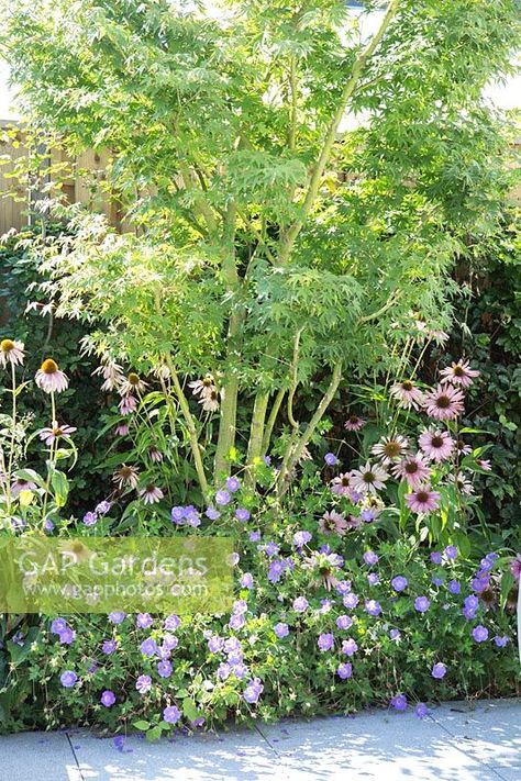 Small city garden. Border with Acer, Geranium Rozanne, Echinacea Rozanne Geranium, Toxic Plants For Cats, Geranium Rozanne, Small City Garden, Dutch Gardens, Border Ideas, Garden Border, Cat Plants, Wild Garden