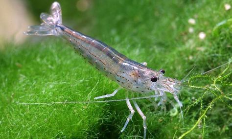 Ghost Shrimp, Amano Shrimp, Prawn Shrimp, Crustaceans, Aquascaping, Freshwater Aquarium, Fish Tank, Ghost, Animals