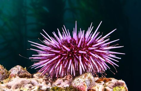 Types Of Starfish, Starfish Species, Coral Reef Drawing, Purple Sea Urchin, Purple Sea, Kelp Forest, Coral Art, Ocean Conservation, Sea Otter