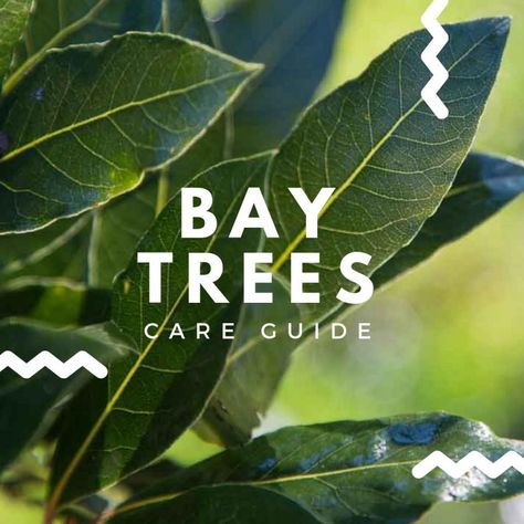 Bay Tree In Pot, Bay Trees In Pots, Bay Leaf Tree, Bay Laurel Tree, Bay Trees, Box Hedging, Bay Laurel, Laurus Nobilis, Winter Care