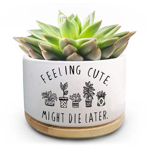 PRICES MAY VARY. Cute Plant Pots for Succulent:This cute succulent pot features a unique quote, "Feeling Cute, Might Die Later ". The quirky design adds humor and personality to your space, making it a delightful addition to your home, living room or office decor Suitable Size: With a diameter of 3.5 inches, this fun pot is the ideal size for succulents, cacti, and other small plants. Its compact size makes it versatile for various settings, from desktop to windowsills, enhancing your plant disp Diy Gifts For Plant Lovers, Plant Pot Sayings, Funny Plant Pots, Funny Plant Sayings, Quote Feeling, Cute Plant Pots, Plants Cute, Feeling Cute Might, Ceramic Cactus